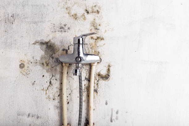 Home Mold Removal in Banner Elk, NC