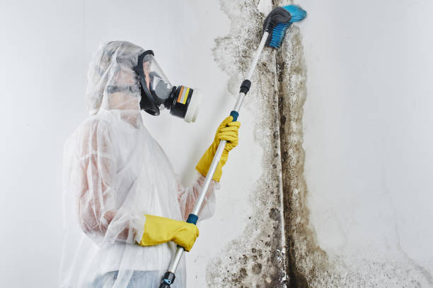 Best Certified Mold Removal  in Banner Elk, NC