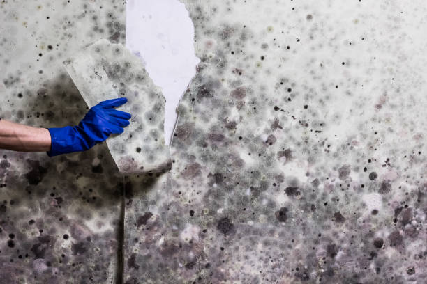 Best Fast Mold Removal  in Banner Elk, NC
