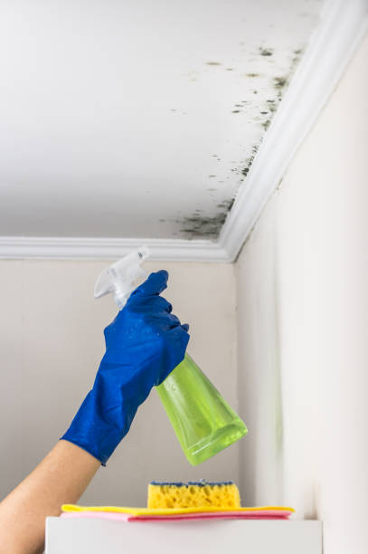 Reliable Banner Elk, NC Mold Removal Solutions